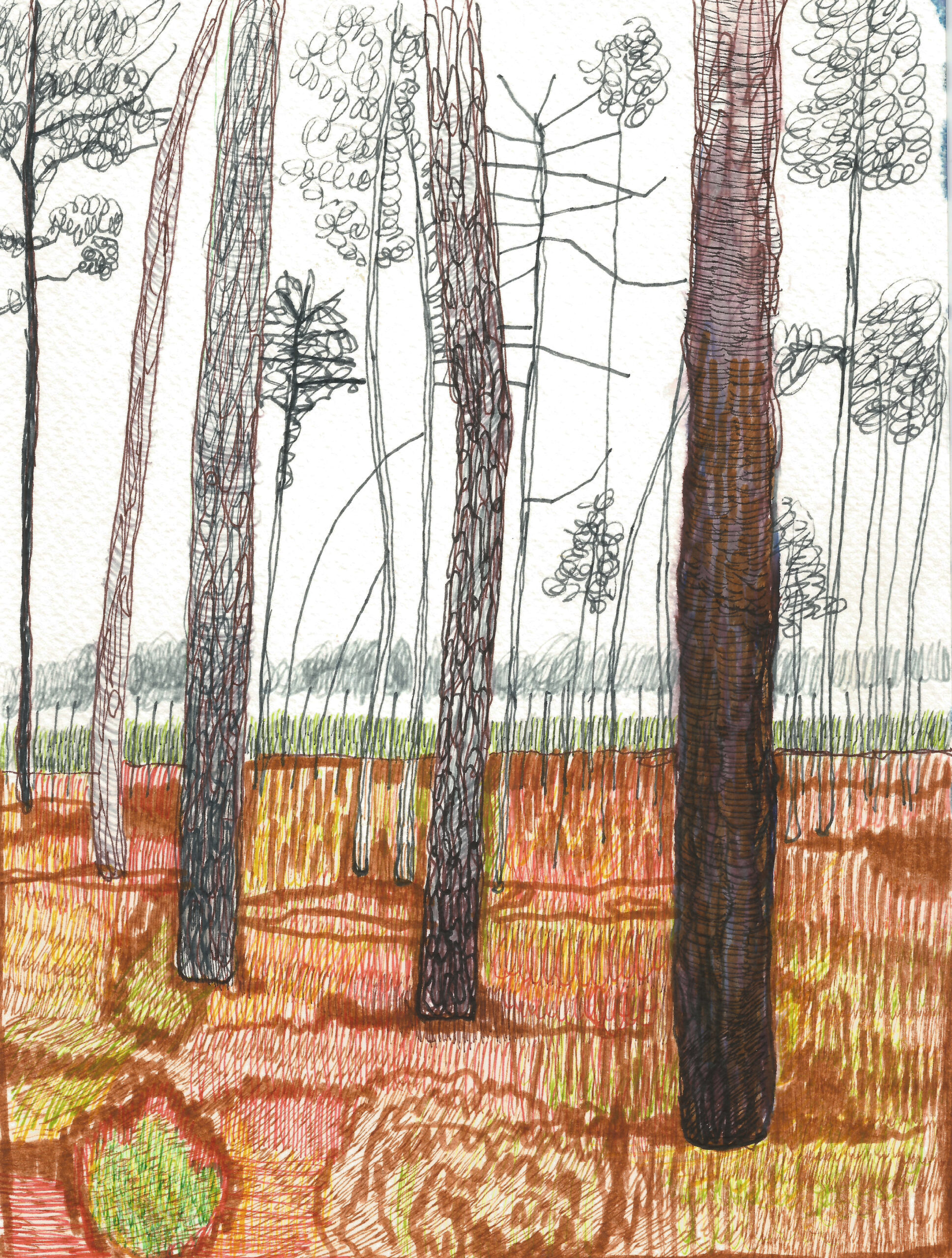 forest, aquitaine, trees, nataliaszymonikdrawing
