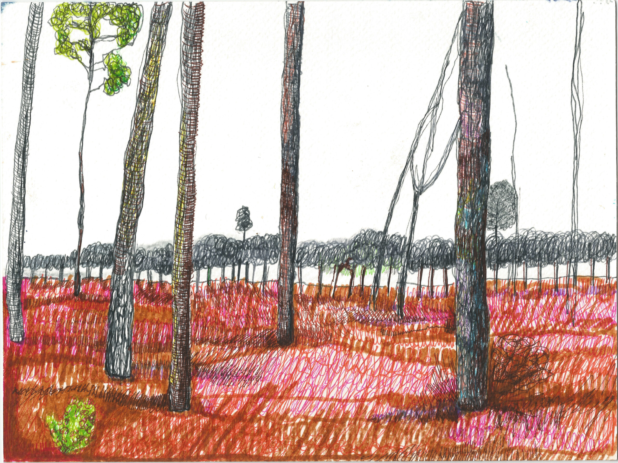 aquitaine, france, landes, ocean, nataliaszymonikt drawing