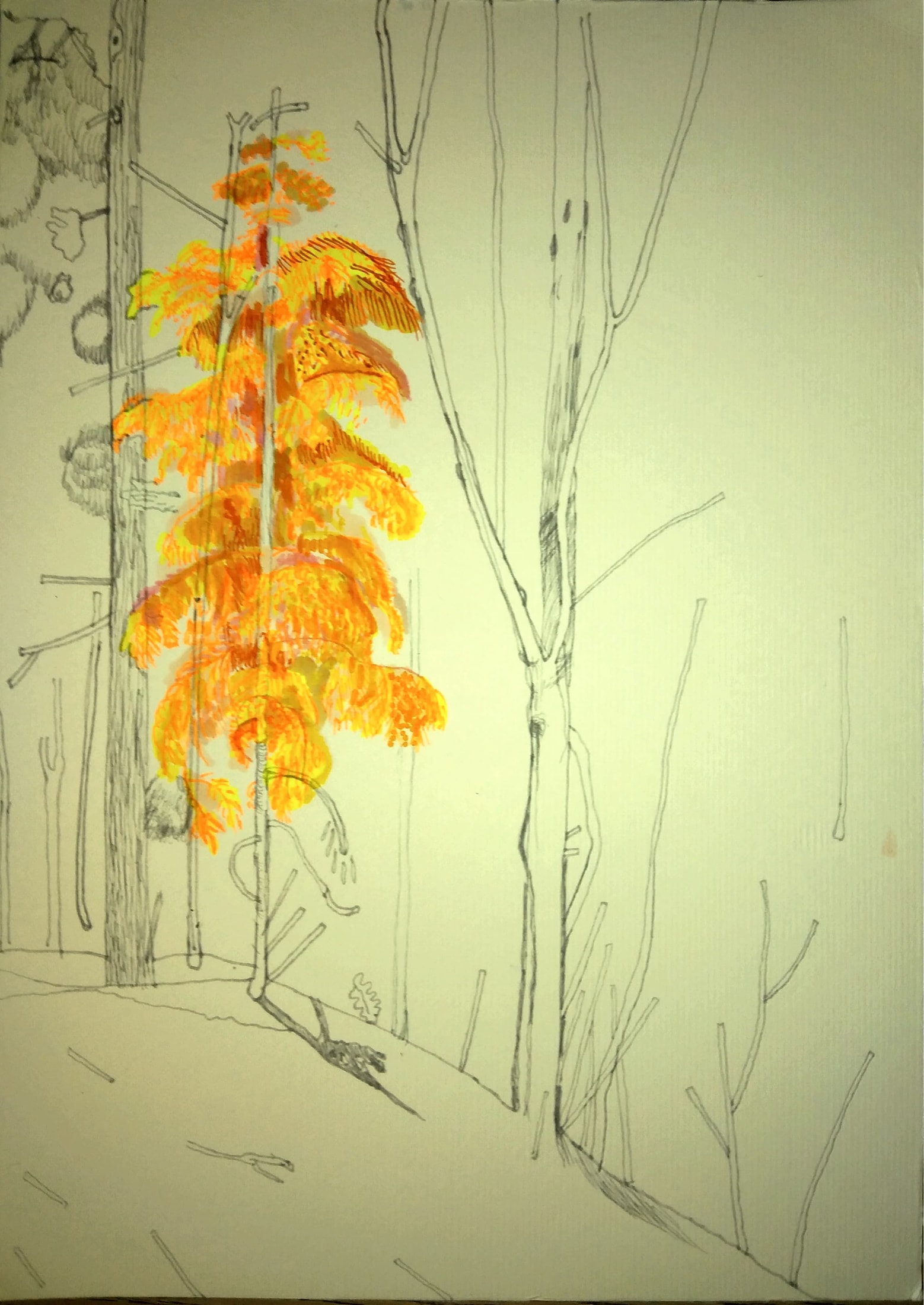 Umarłe żywe drzewo_2023_21x29,7 cm_ołówek i cienkopis na papierze