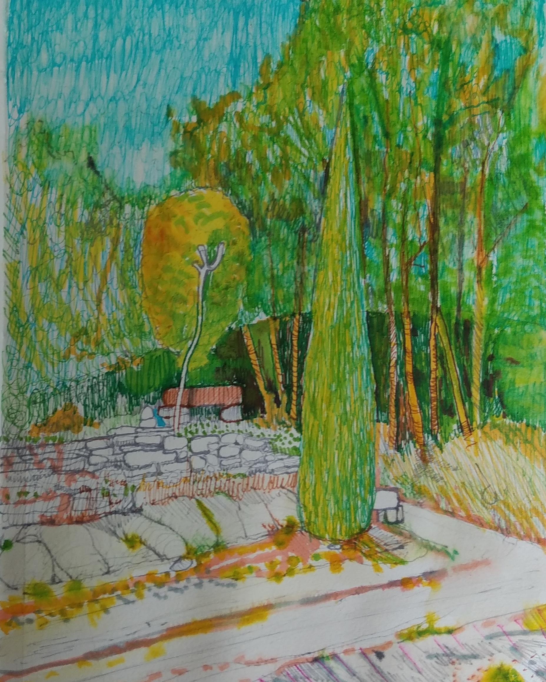 Cyprys w Vacqueraes_2022_21x28 cm_cienkopis na papierze