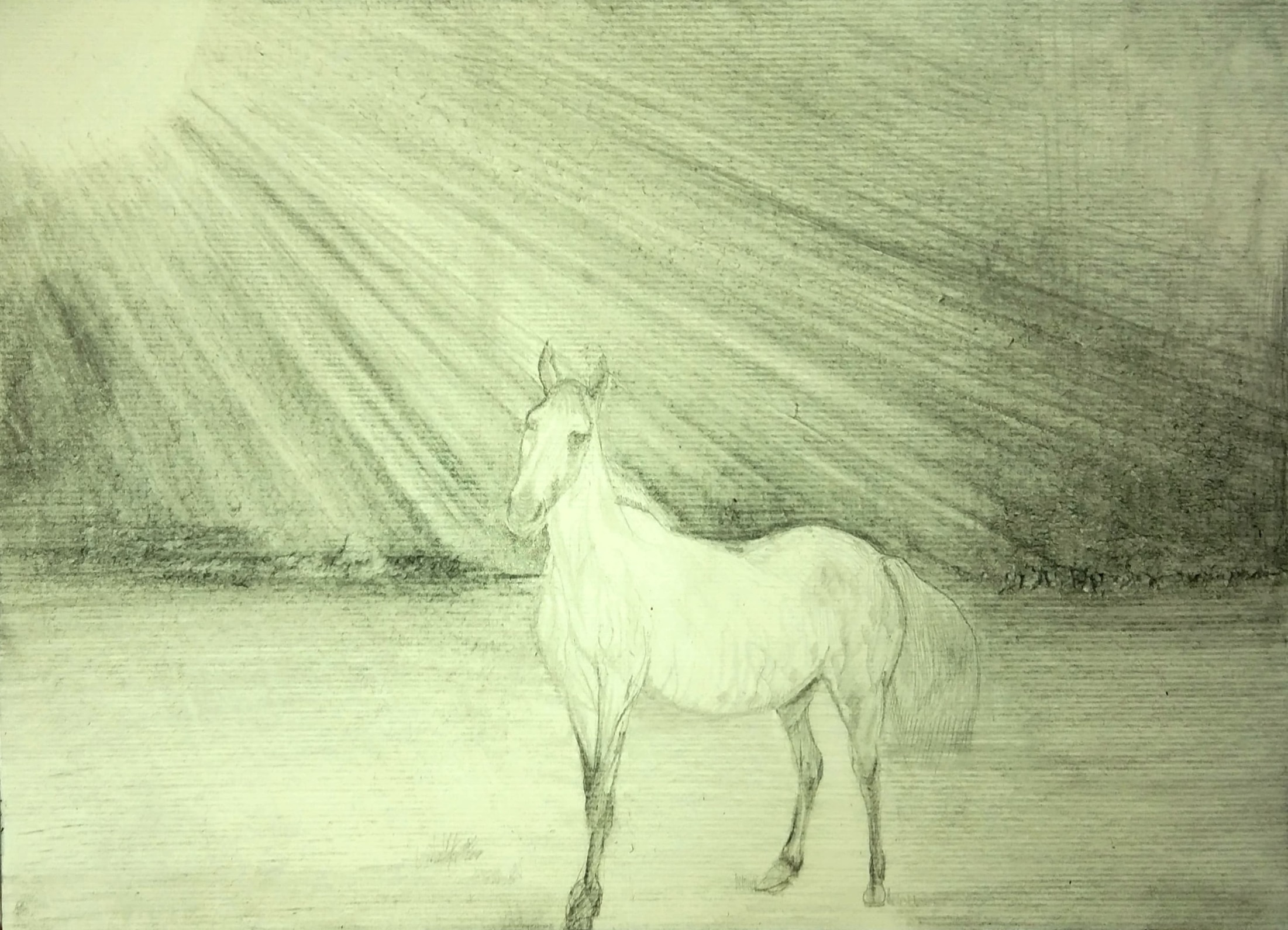 Biały koń_2023_21x29,7 cm_ołówek na papierze