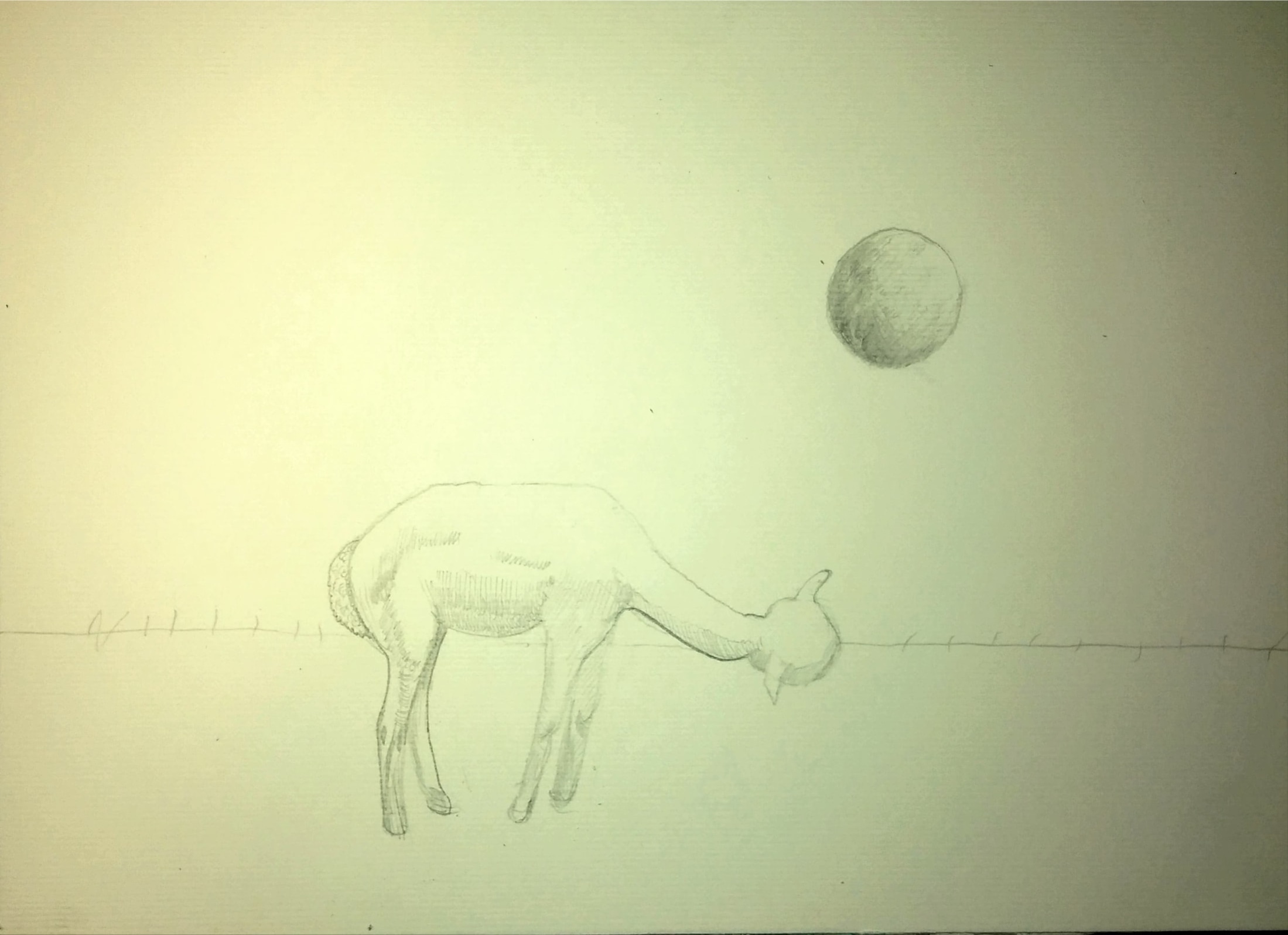Alpaka i księżyc1_2024_21x29,7 cm_ołówek na papierze