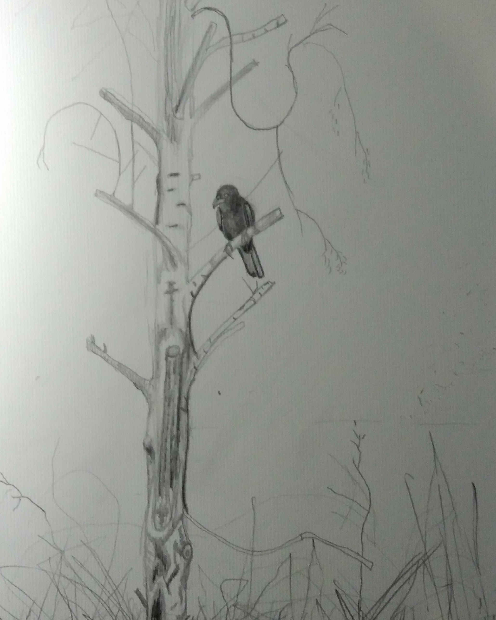 Wrona_2023_21x29,7 cm_ołówek na papierze