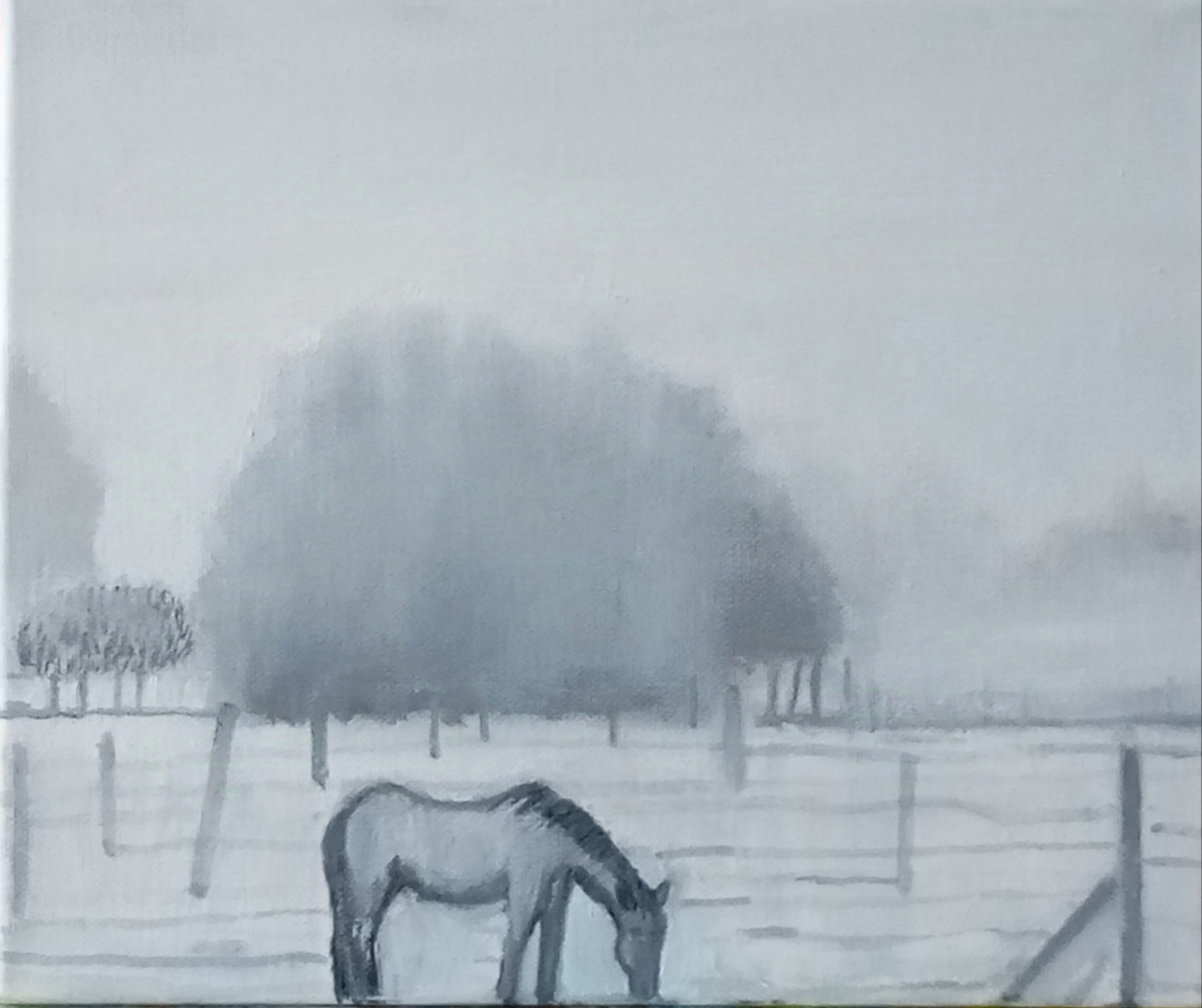 koń, horse, pole, field, lonelyness, samotność, greyness, szarość