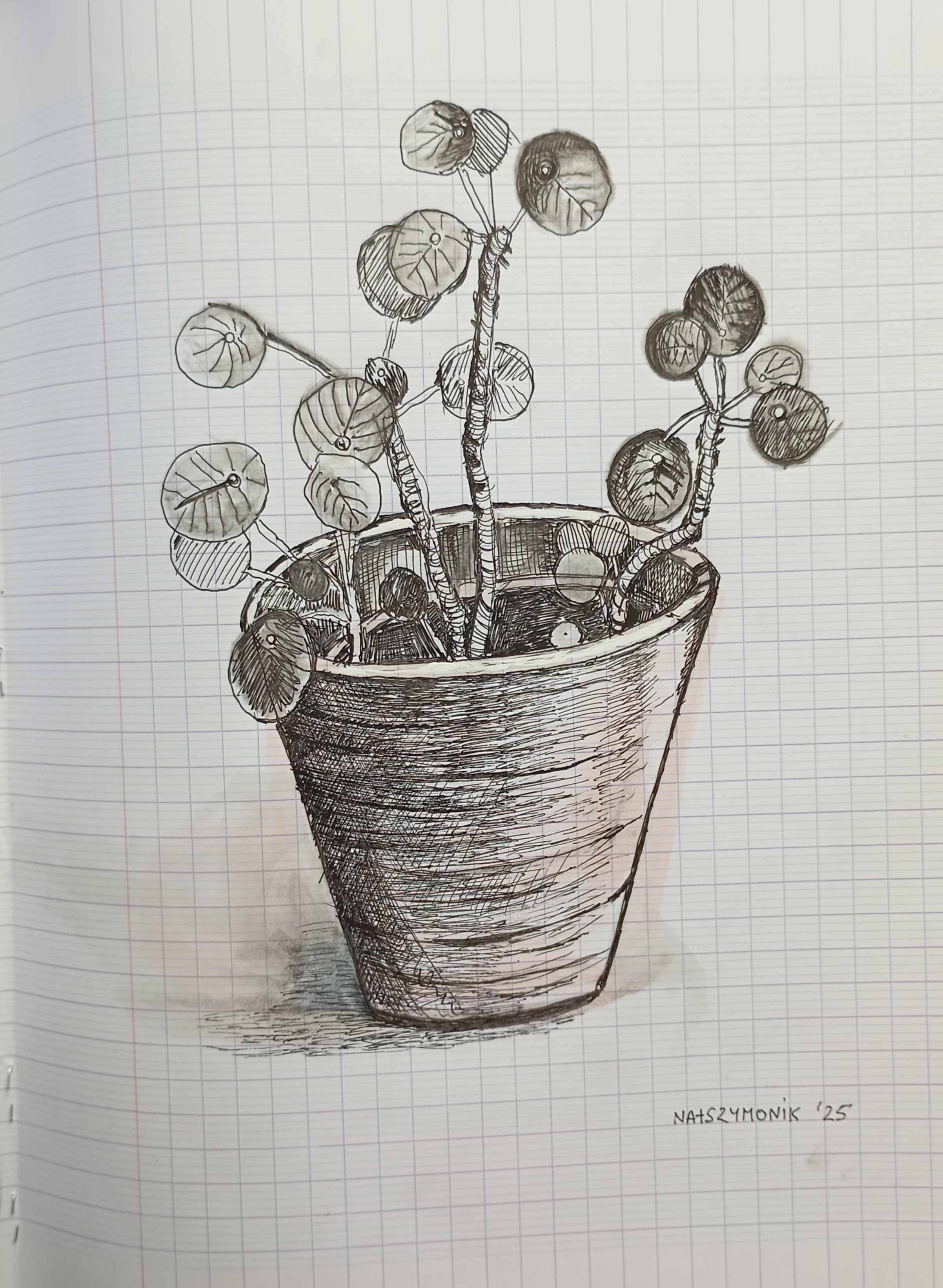 fineliner, black and white, flower, fineliner on paper, doniczka, flowerpot, natalia szymonik