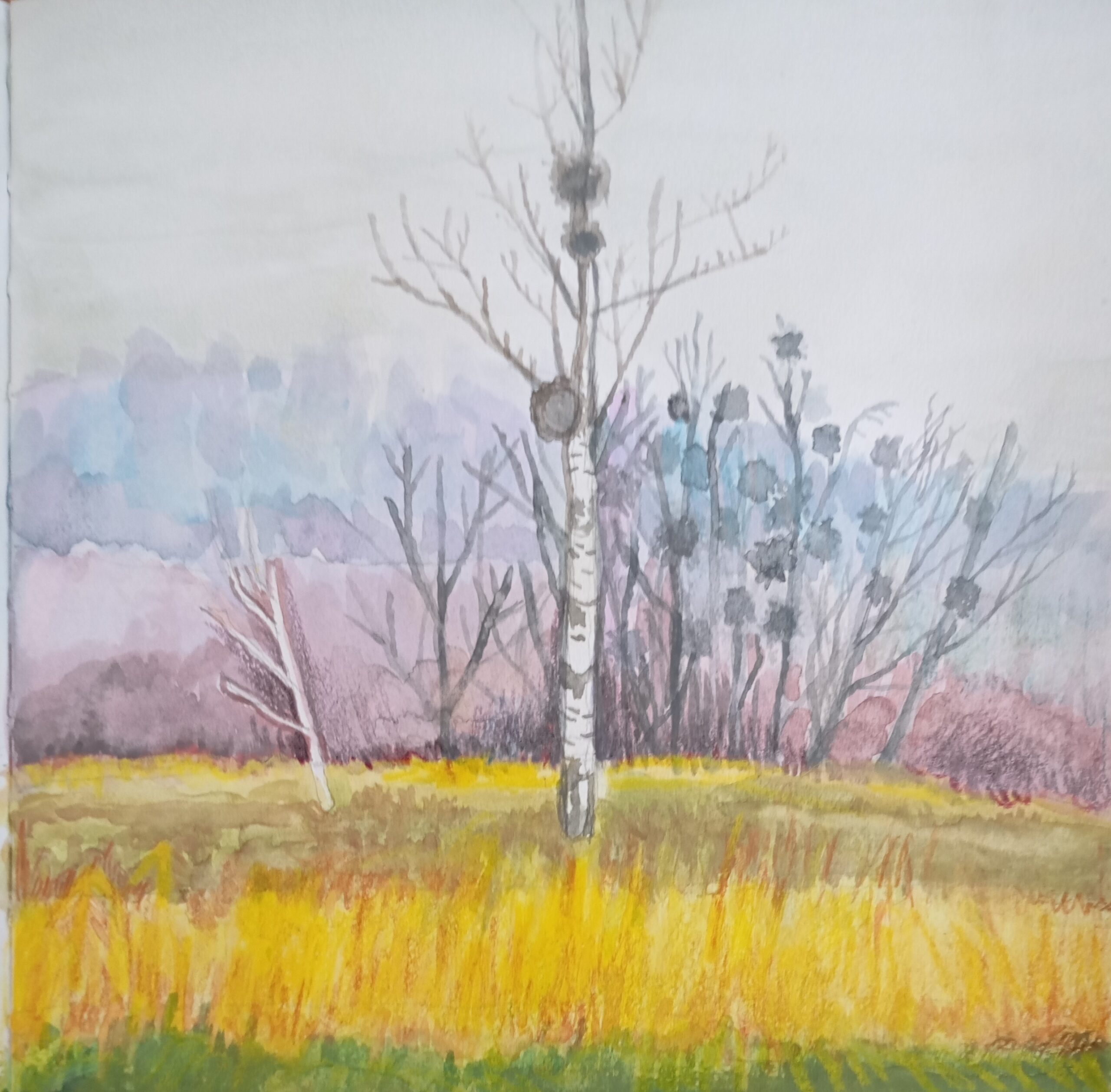 jemioła, mistletoe, brzoza, birch, akwarela na papierze, natalia szymonik