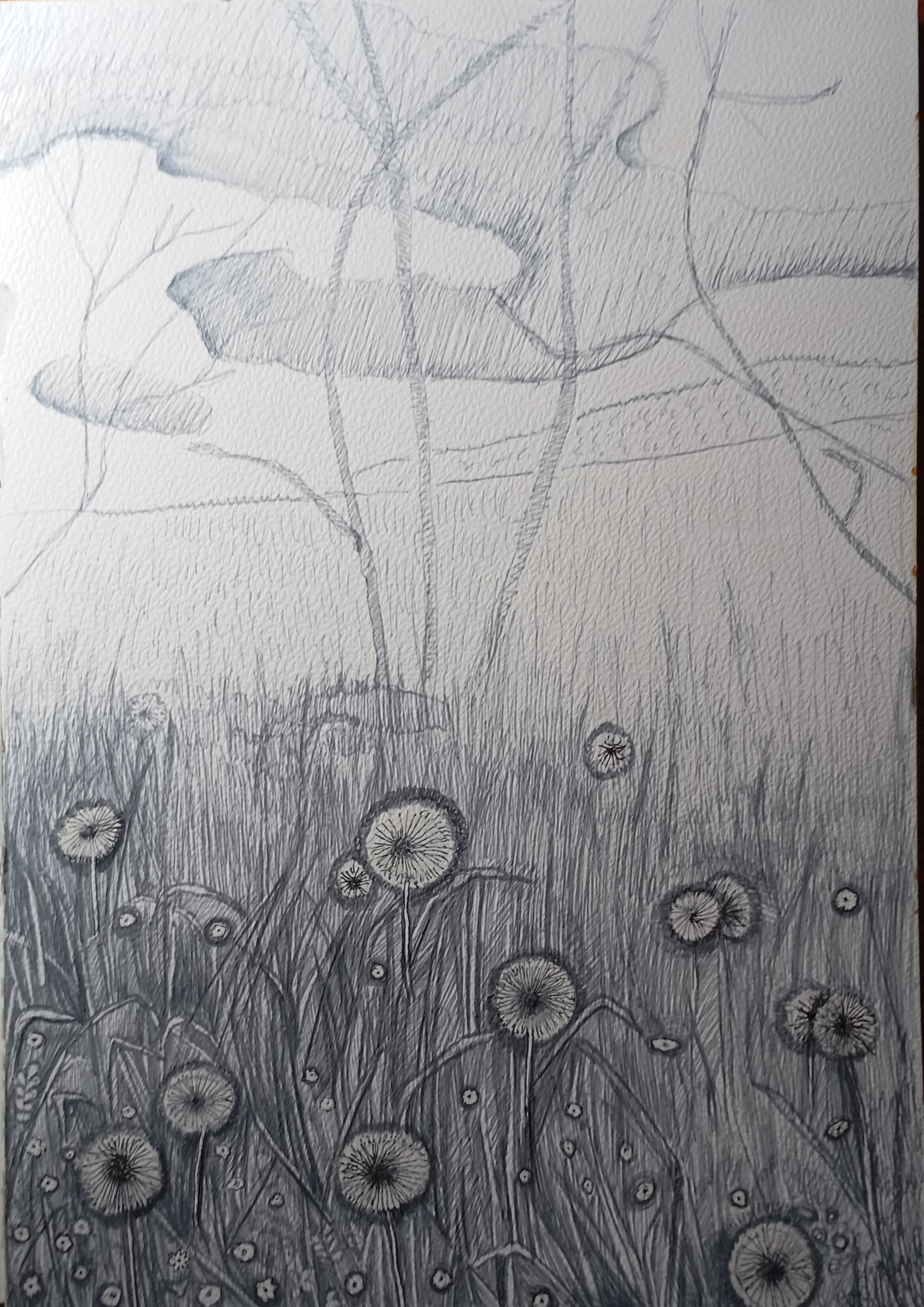 dmuchawce, dandelions, drowing on paper, paper art, natalia szymonik
