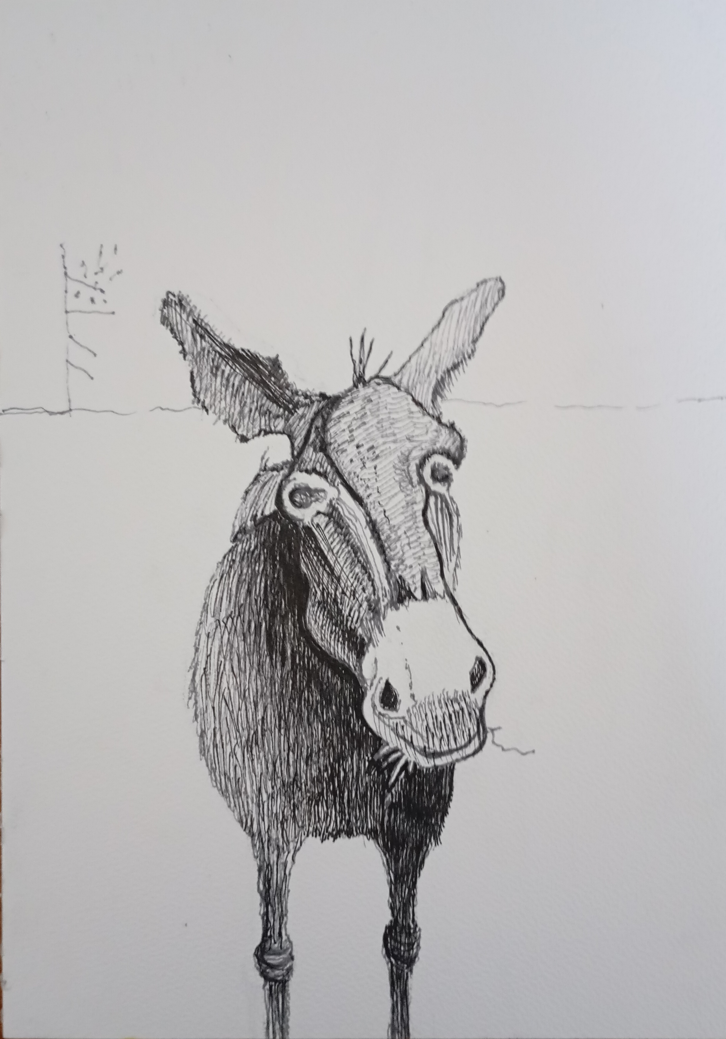 Osiołek-2_2024_21x29,7 cm_cienkopis na papierze