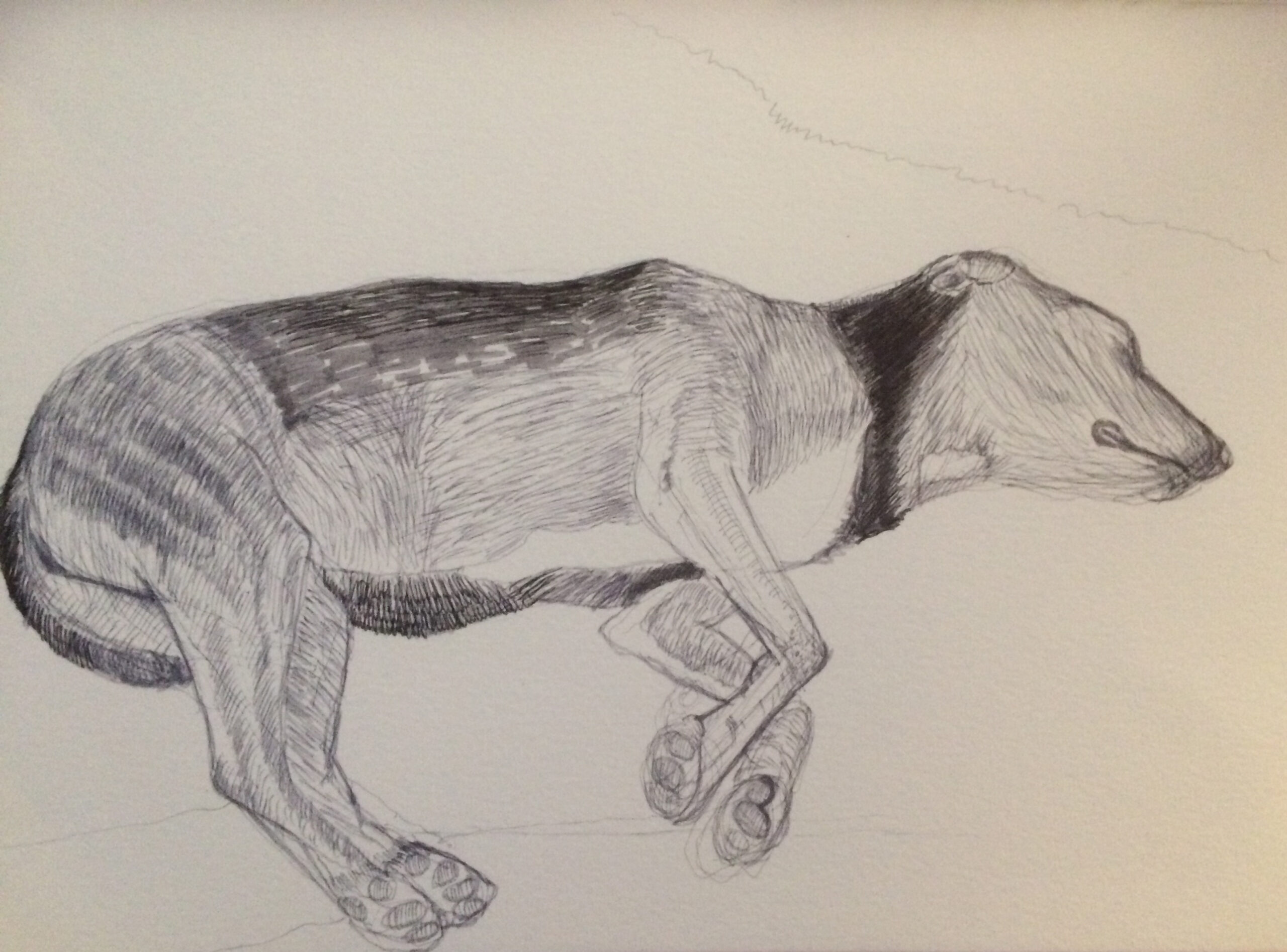 pies, dog, rest, fineliner on paper, nataliaszymonikt drawing