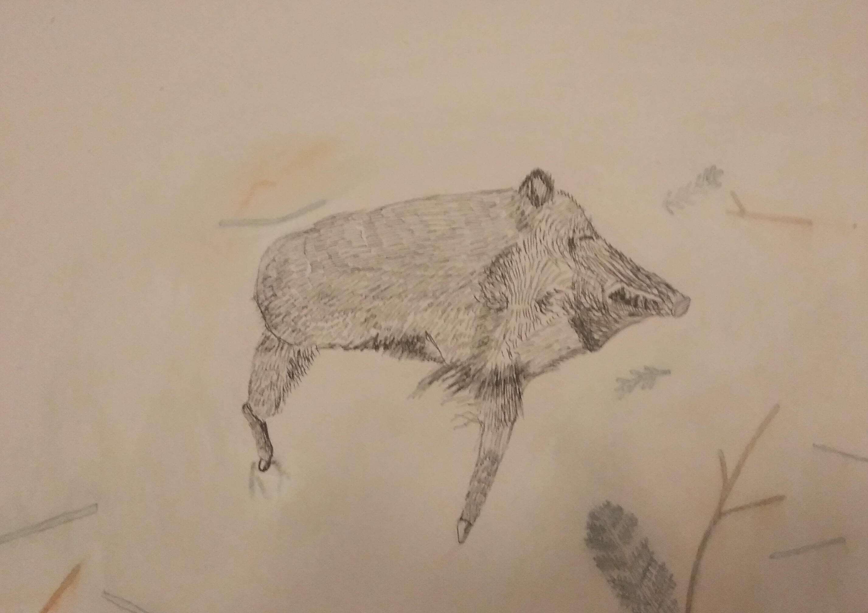 Śpiący dzik_2024_21x29,7 cm_ołówek i kredka na papierze