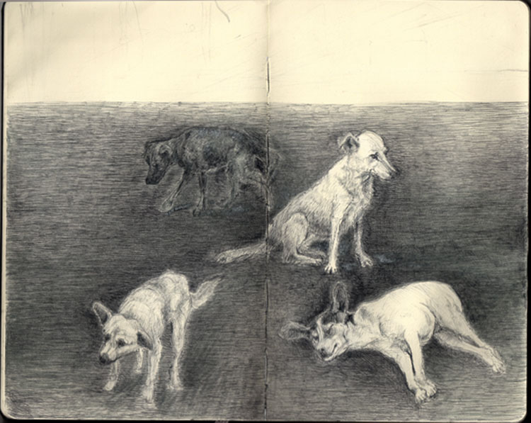 psy, dogs, dog, homeless dogs, abandond, natalia szymonik