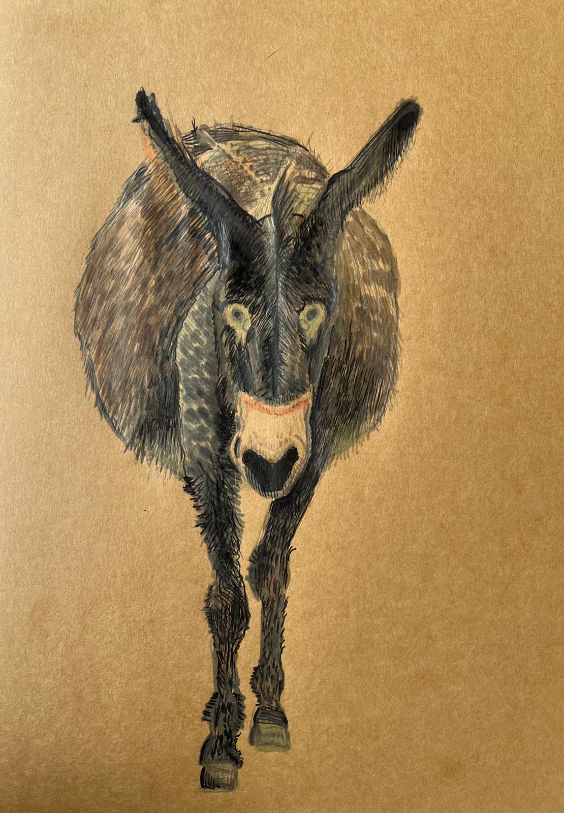 burrocatalan, drawing, donkey, osioł