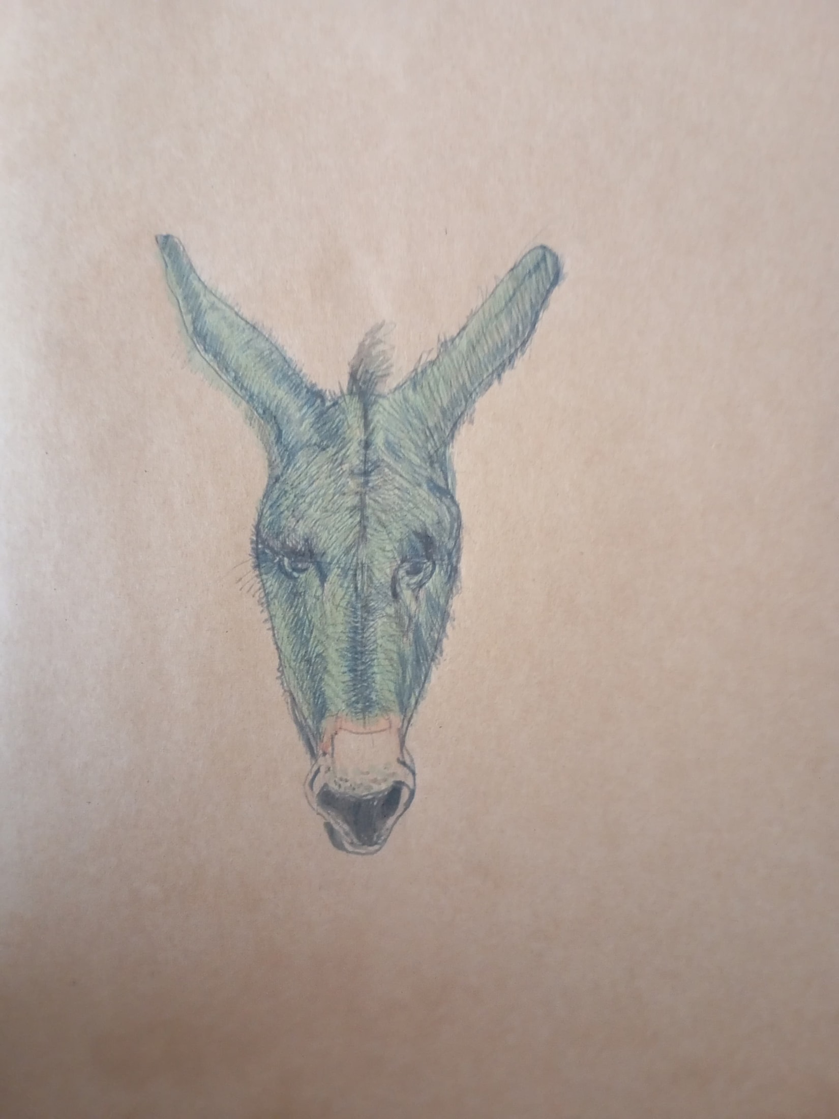 burro catalan, donkey