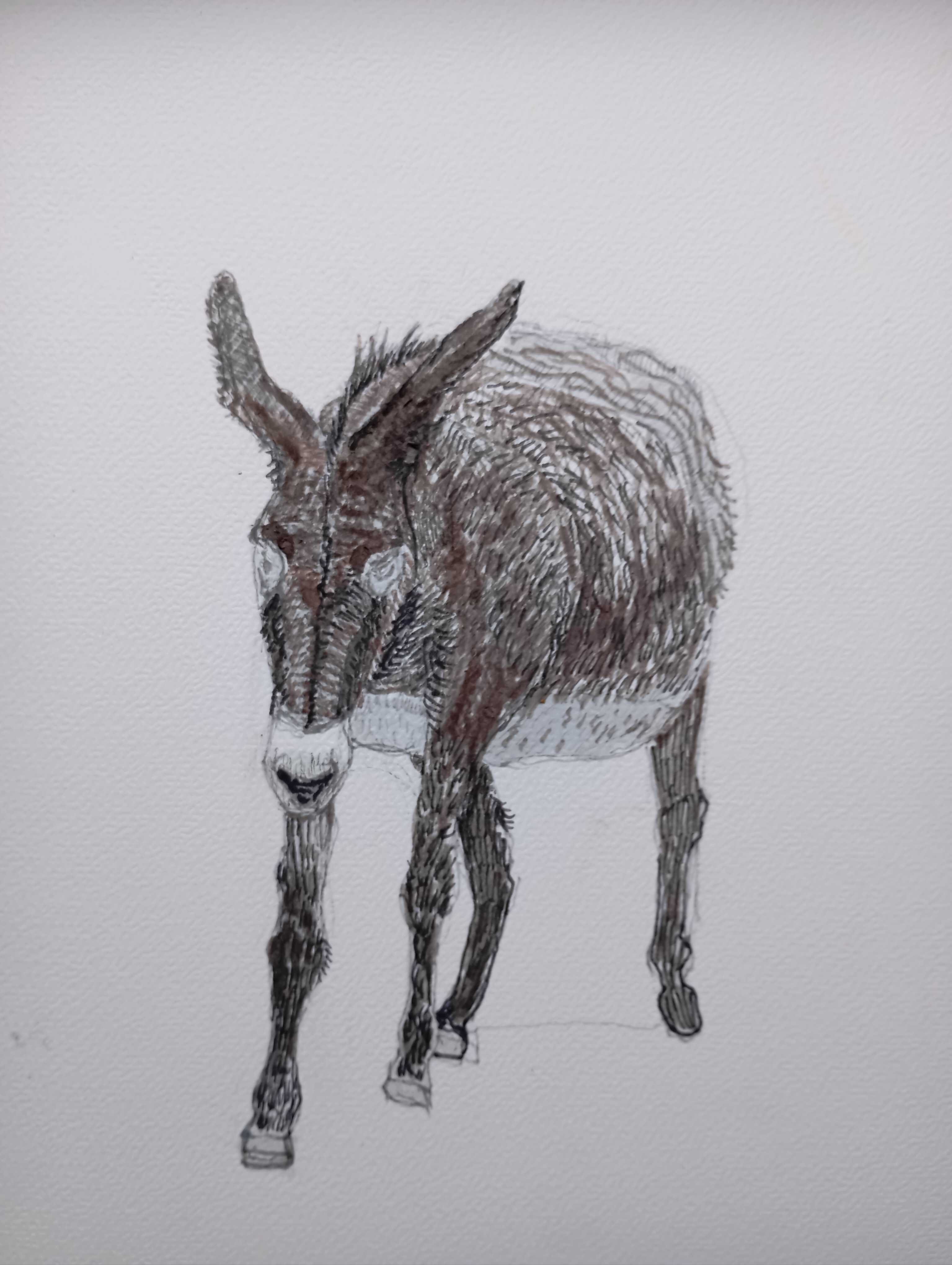 osiołek, burro, burro Catalan, ane